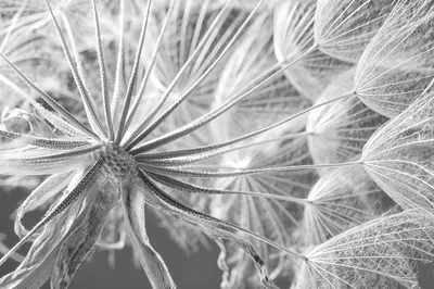 Produktbild von Muralo Fototapete Blumen 104 (B) x 70.5 (H) cm Vlies Tapete Wandtapeten 3D Effekt Pusteblume Wohnzimmer Schlafzimmer moderne Wandbilder XXL Pflanzen Natur Wand Dekoration