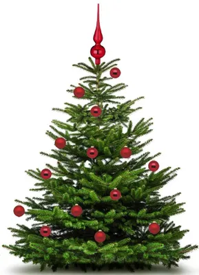 Produktbild von Christbaumspitze 26cm Ochsenblut Glanz