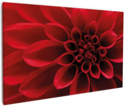 Produktbild von Wallario Premium Leinwandbild Rote Dahlienblüte in Nahaufnahme in Größe 60 x 90 cm