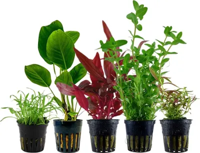 Produktbild von Pflanzen Set mit 5 Einsteiger Topf Aquarium Wasserpflanzen AquaOne Nr.105