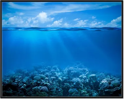 Produktbild von Wallario Wandbild Unterwasserwelt Meer, Größe: 40,30 x 50,30 cm, Poster mit schwarzem Aluminiumrahmen