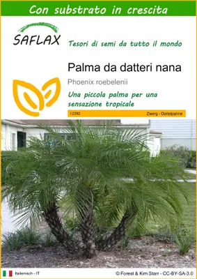 Immagine prodotto di SAFLAX  - Palma da datteri nana - 25 semi - Con substrato - Phoenix