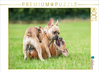 Produktbild von CALVENDO Puzzle Wer ist stärker? | 1000 Teile Lege-Größe 64x48cm Foto-Puzzle für glückliche Stunden