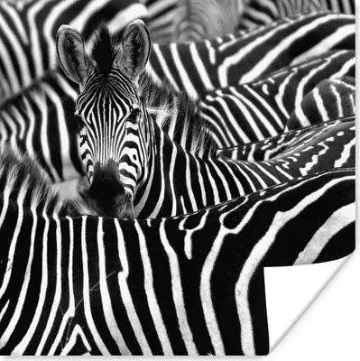 Produktbild von MuchoWow® Poster Zebra-Fotodruck in Schwarz-Weiß 80x60 cm - Kunst für zu Hause