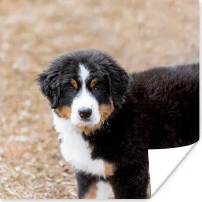 Produktbild von MuchoWow® Poster Berner Sennenhund Welpe am Morgen 100x100 cm - Babyzimmer