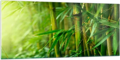 Produktbild von Bilder auf glas - Bambus Pflanze - 120x50cm - Glasbilder - Wandbilder - Kunstdruck - zum Aufhängen bereit - Wanddekoration aus Glas - Glas Bilder - Wandbild auf Glas - Einteilig - GAB120x50-3558
