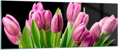 Produktbild von Bilder auf glas - Tulpen Blumenstrauß Tau Tropfen - 140x50cm - Glasbilder - Wandbilder - Kunstdruck - zum Aufhängen bereit - Wanddekoration aus Glas - Glas Bilder - Wandbild auf Glas - GAB140x50-2486