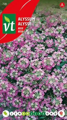 Produktbild von Alysse Rosie O'Day Samen - Ca. 0,5 gr | VT_708