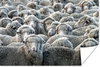 Produktbild von MuchoWow® Poster Tiere - Schafe - Schafsfell 60x40 cm - Schlafzimmerdekoration