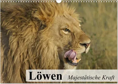 Produktbild von Löwen. Majestätische Kraft (Wandkalender 2025 DIN A3 quer), CALVENDO Monatskalender