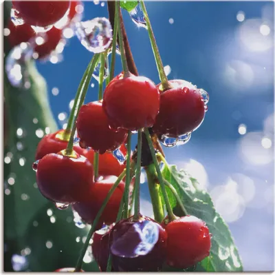 Produktbild von ARTland Leinwandbild Rote Kirschen im Sommerregen Größe: 50x50 cm