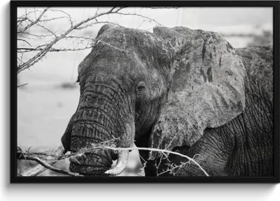 Produktbild von MuchoWow® MuchoWow® Gerahmtes Poster Elefant - Tiere - Äste - Natur - Schwarz und weiß 90x60 cm - Poster mit zchwarzem Bilderrahmen - Fotorahmen - Foto-Plakat