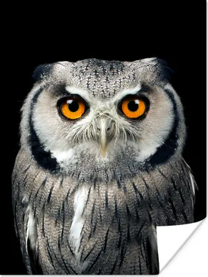 Produktbild von MuchoWow® Poster Eule - Vogel - Orange - Schwarz 120x160 cm - Wandbilder