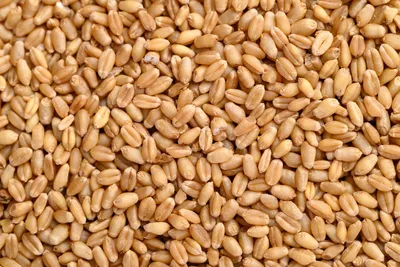 Obrázek produktu pro Pšenice setá25 kg PROBIO
