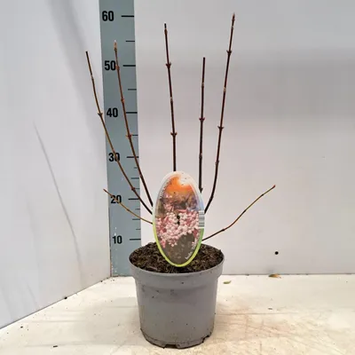 Image de Viburnum bodnantense 'Dawn' - Viorne d'hiver | 40-50 cm en pot