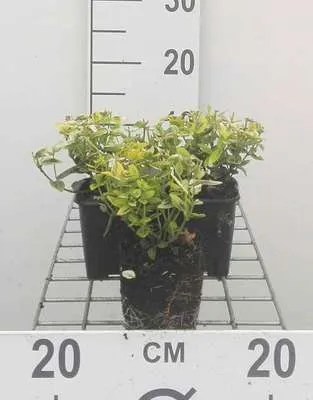 Productafbeelding van 12 x Eonymus fortunei 'Emerald 'n Gold' - Kornoeleblad (struik) - Pot van 9 cm x 9 cm