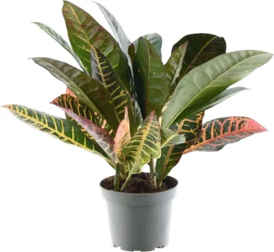 Zdjęcie produktu dla Trendyplants - Codiaeum Variegatum 'Petra' - Croten - Roślina domowa - Wysokość 20-40 cm - Rozmiar doniczki Ø12 cm