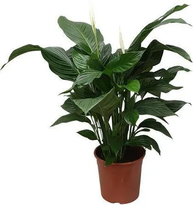 Produktbild von Einblatt Spathiphyllum Sweet Silvana Ø24cm ↕80cm Friedenslilie Weiße Blüten