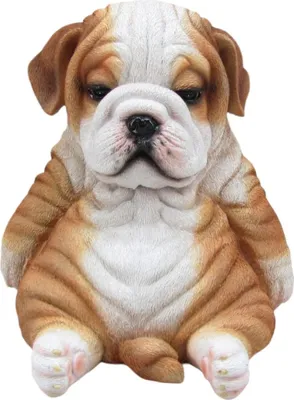 Produktbild von Dekofigur Bulldogge sitzend 17 x 16 x 16 cm braun weiß
