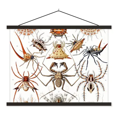 Produktbild von MuchoWow® Textilposter Retro - Spinne - Ernst Haeckel - Spinnen 150x113 cm mit schwarzem Rahmen - Wohnzimmer