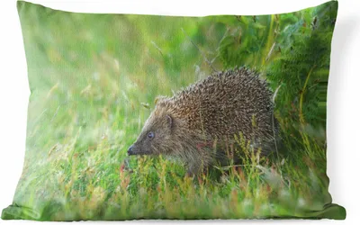 Produktbild von MuchoWow® Outdoor Kissen - Igel steht im Gras - 60x40 cm - Wetterfest - Lounge Kissen - Zierkissen - Kissen für Innenräume