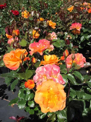 Produktbild von Edelrose Westzeit ® - Rosa Westzeit ® - Noack Rose - ADR Rose 2007