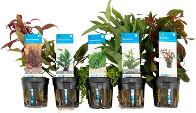 Image de Bloomique - Set de 5 - Plantes d'aquarium véritables - Plantes aquatiques - Purifiantes - Oxygène - Ludwigia, Amie de l'eau, Hemianthus, Alternanthera, Cryptocoryne - Hauteur 15-20 cm