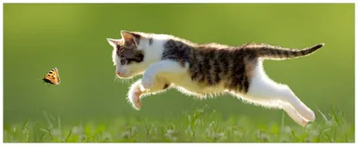 Produktbild von Wallario Premium Glasbild, freischwebende Optik, kräftige Farben, Größe 80 x 32 cm Motiv Süße Katze fängt Schmetterling im Grünen