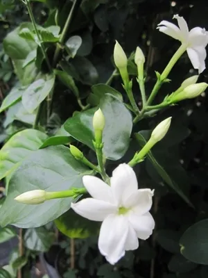 Produktbild von Jasminum angustifolium - Schmalblättriger Jasmin - 60-80