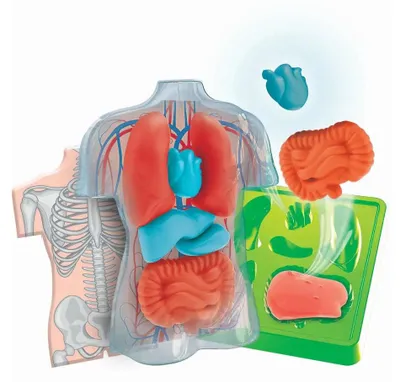 Produktbild von Experimentierset Galileo Squishy Anatomie