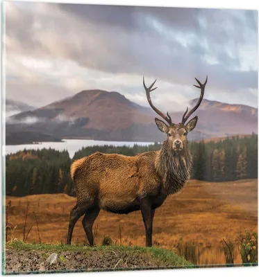 Produktbild von Bilder auf glas - Einteilig - Rehe Wiese Berge - 70x70cm - Glasbilder - Wandbilder - Bilder - zum Aufhängen bereit - Wanddekoration aus Glas - Glas Bilder - Wandbild auf Glas - GAC70x70-4231