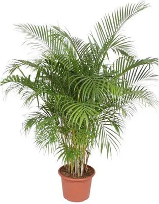 Produktbild von Goldfruchtpalme Dypsis Lutescens – Areca-Palme – 200cm hoch – Ø40cm – Große tropische Zimmerpflanze mit federartigen Blättern – Pflegeleicht & dekorativ – Für Wohnzimmer, Büro & Innenräume