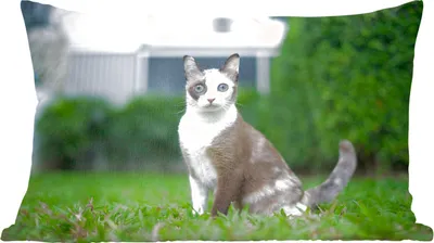 Produktbild von MuchoWow® Zierkissen Sofakissen Wohnzimmer Dekokissen 50x30 cm Katze - Siamese - Gras - Mädchen - Kinder - Jungen - Kind - Wohnzimmerdekoration - Polster mit Photo