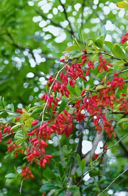 Produktbild von Berberis vulgaris, Gewöhnliche Berberitze, 60–80 cm