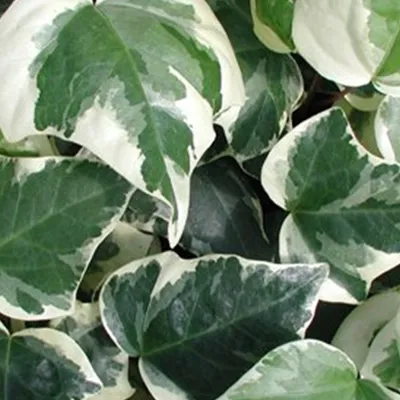 Produktbild von 2 x  Nordafrikanisches Efeu  - Hedera algeriensis 'Gloire De Marengo'  | 50-60 cm in Container