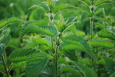 Image de SAFLAX -- Grande ortie - 2000 graines - Urtica