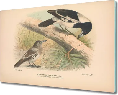 Produktbild von Coloray Hackbrett Herdabdeckplatte 80x52 cm Küchenbrett Kochplattenabdeckung Schneidebrett - Vögel Tiere