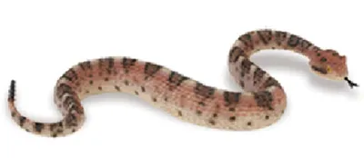 Produktbild von Safari - 261629 - Klapperschlange, 22,5cm, braun