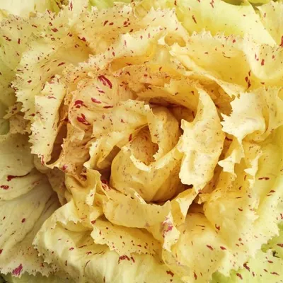 Produktbild von Radiccio "Variegata di Castelfranco" - 100 Samen