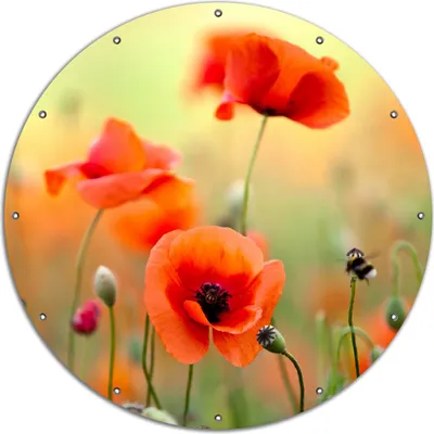Produktbild von Wallario rundes Outdoor-Poster für Garten oder Balkon, Motiv Mohnblumenblüten, 120 cm Durchmesser
