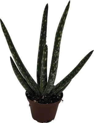 Obrázek produktu pro Aloe FloraSelf Aloe vera květináč Ø 6 cm