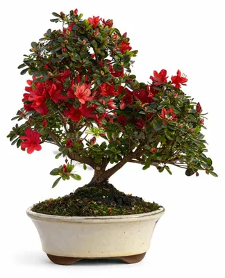 Zdjęcie produktu dla Rhododendron indicum - kwitnąca azalia - Outdoorbonsai - 23cm doniczka - 45cm wysokości