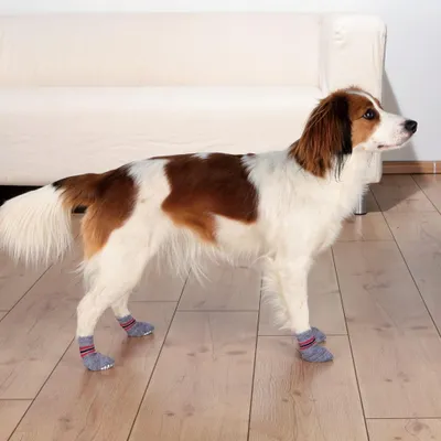 Zdjęcie produktu dla Calzini per cani grigi