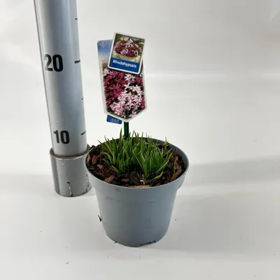 Zdjęcie produktu dla Rhodoxis 'Paula' – gwiazdnica trawiasta | 10–15 cm w doniczce