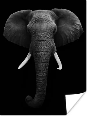 Produktbild von MuchoWow® Poster Elefant - Wildtiere - Schwarz - Weiß - Porträt 90x120 cm - Wohnzimmer