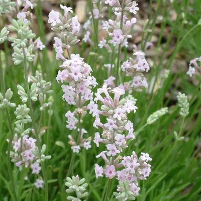 Produktbild von 6 x Lavendel - Lavandula angustifolia 'Rosea'  | Topf 9cm x 9cm