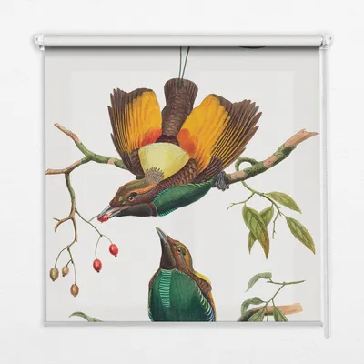 Produktbild von Seitenzug-Rollo Fensterrollo Jalousie - Thermo-Rollo Verdunkelungsrollo - 140x140 cm - Vögel auf einem Zweig