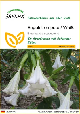 Produktbild von SAFLAX - Engelstrompete / Weiß - 10 Samen - Brugmansia suaveolens