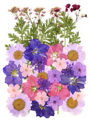 Produktbild von 1 Set Trockenblumen-Press-Set Bunte Naturblumen DIY Kunsthandwerk Zubehör Harz Schmuck Epoxidform Kerzen Seife Vase Herstellung Nagelkarten Scrapbooking Blumendekorationen J