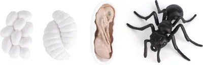 Produktbild von Insektenlebenszyklus-Figuren Vinyl Ameisenwachstumsmodell Spielzeug Pädagogischer Mückenlebenszyklus M4183 Ameisen (50,5 g)